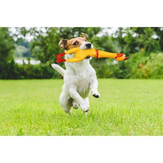 Screaming Chicken Toy